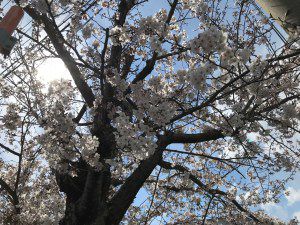 今日は伊勢もさくらもたんぽぽも咲き乱れてます！お花見に花酵母のクラフトビールを！