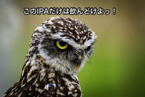 これだけは飲んどけ!お薦めのIPA厳選10本。