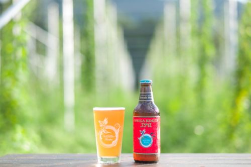 IPA Harvest Brew 2022 & SHIGA KOGEN HELLES!? 新バッチ、樽生から!